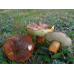 Мицелий Каштанового гриба / Гиропорус каштановый (Gyroporus castaneus)